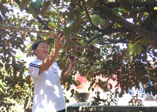 Nông dân Liên Hòa thu nhập cao từ cây vú sữa
